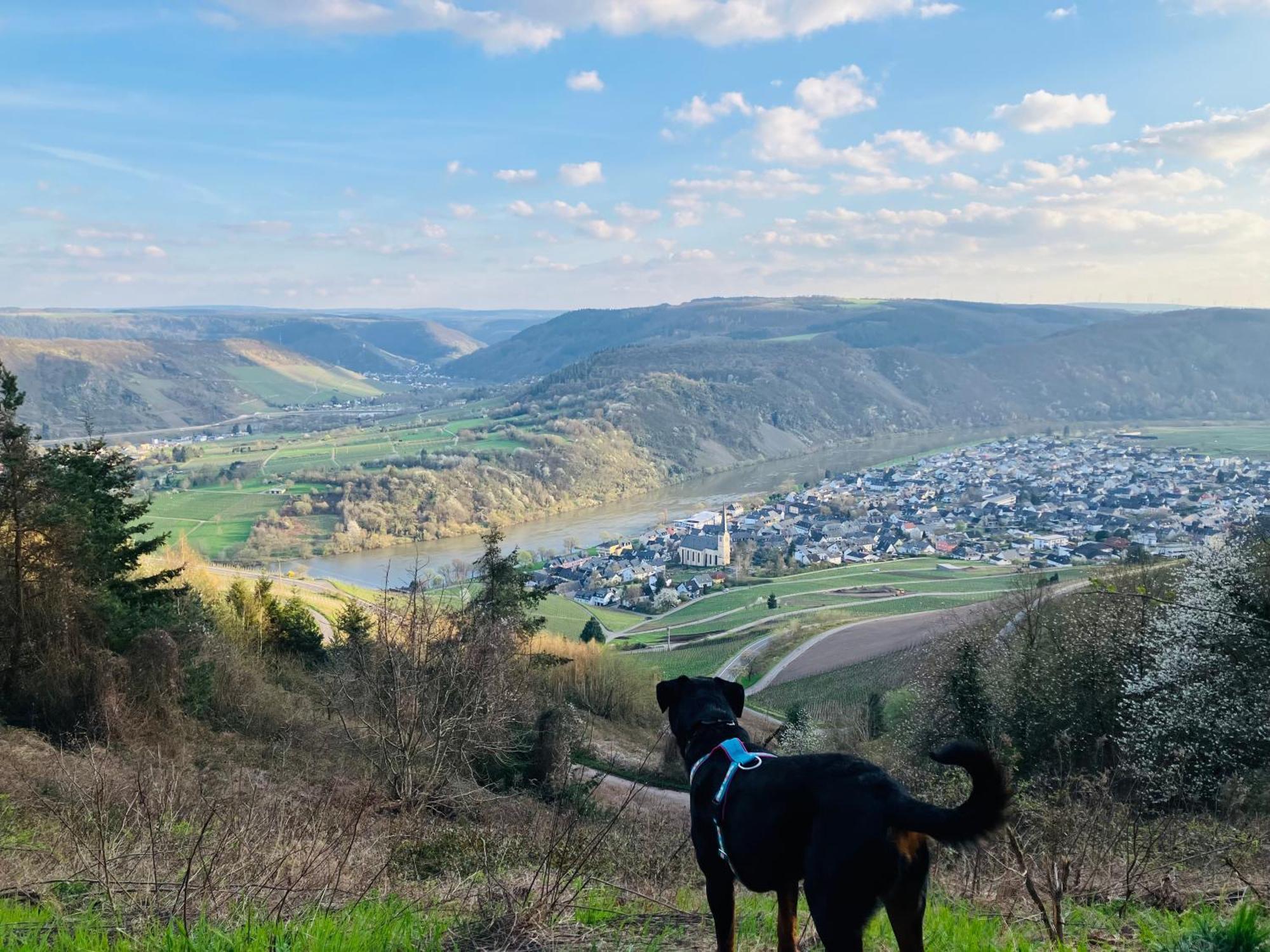 Neu - Ferienwohnungen Im Winzergarten Traben-Trarbach Exterior foto